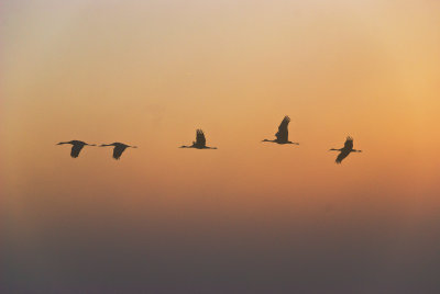 Cranes at Sunrise