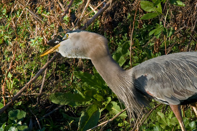 Great Blue Heron About to Swallow an Amphiuma