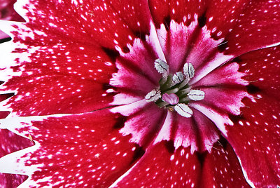 Dianthus