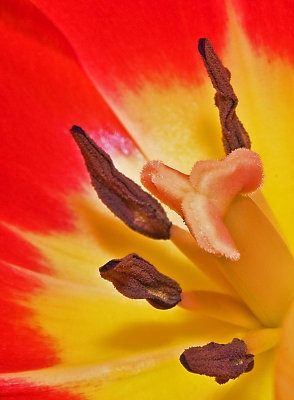 Tulip