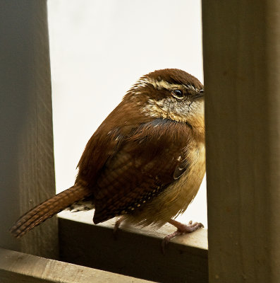 Carolina Wren looking out and thinking, It was spring just a couple days ago--what happened?