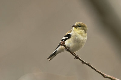 American Goldfinch Not Quite Spring