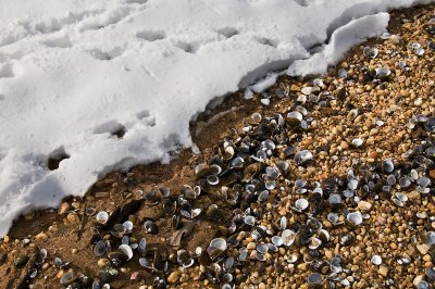 Potomac Shoreline