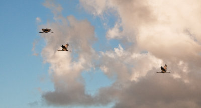 sandhill Cranes