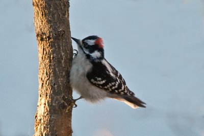 Downy Woodpecker