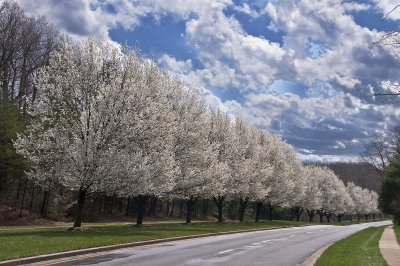 Spring on Waterway Drive, Montclair, VA