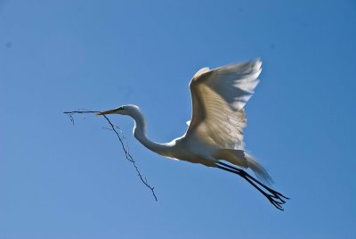 Great White Egret with Nesting Material