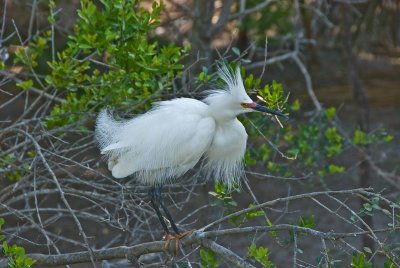 Snowy Egret