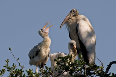 Wood Stork and Chicks