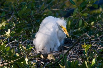 Great White Egret Chick