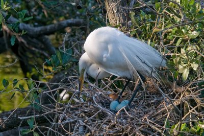Great White Egret on Nest