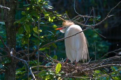 Cattle Egret