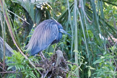 Tricolored Heron