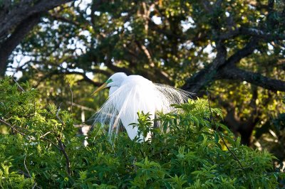 Great White Egret