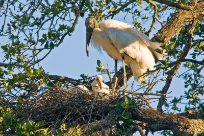 Wood Stork and Chicks