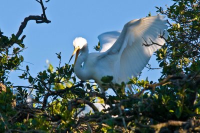 Great White Egret