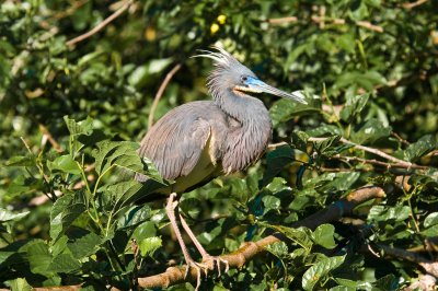 Tricolored Heron