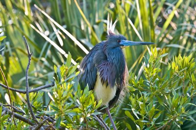 Tricolored Heron