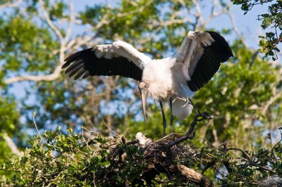 Wood Stork and Chicks