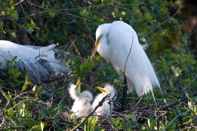 Great White Egret and Chicks