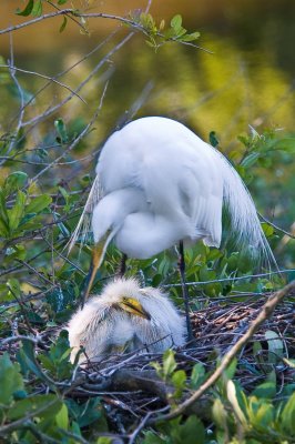 Great White Egret and Chicks