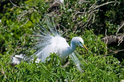 Great White Egret