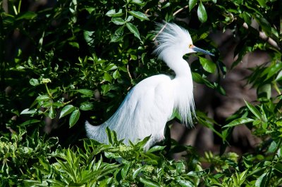 Snowy Egret