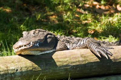 Napping Gator