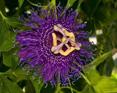 Passion Flower