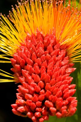 Bottle Brush Flower