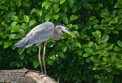 Great Blue Heron