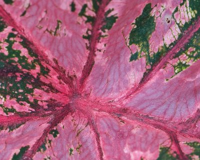 Coleus Leaf