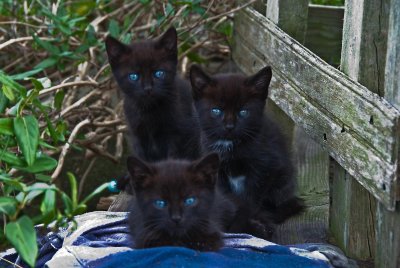 Three Little Blue-Eyed Kittens