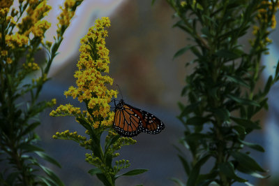 Monarch Passing thru the Eastern Shore