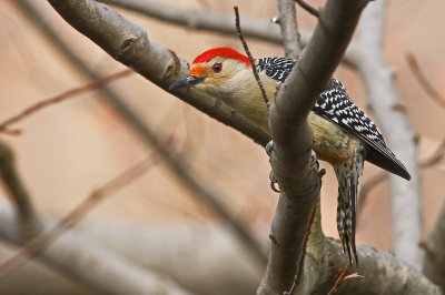 Red Bellied Woodpecker