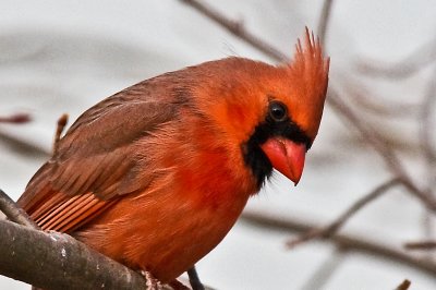 Cardinal