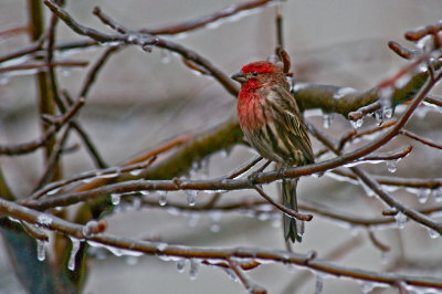 House Finch after Ice Storm