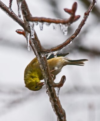 Goldfinch Eating Ice