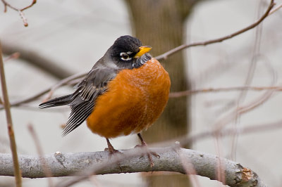 Robin -- Spring Is Almost Here in VA