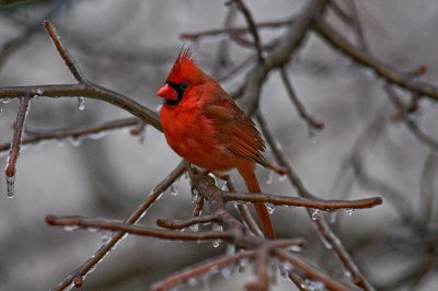 Cardinal after Ice Storm