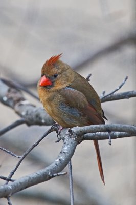 Cardinal