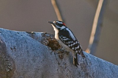 Downy Woodpecker