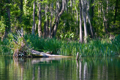 Itchetucknee River, FL