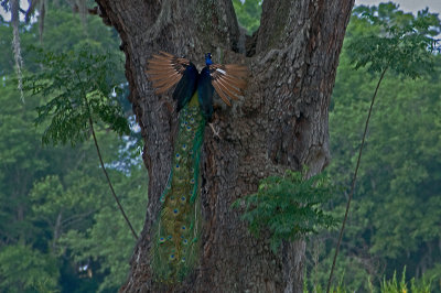 Peacock Climbing an Old Oak Tree