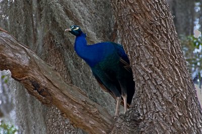 Peacock in Old Oak Tree