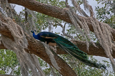 Peacock in Old Oak Tree