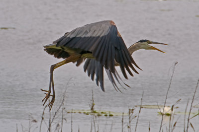 Great Blue Heron