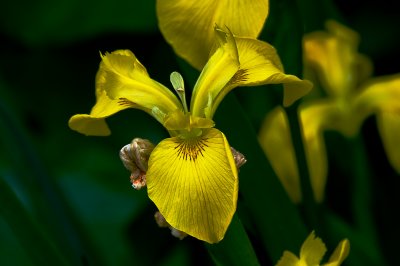 Iris Pseudacorus