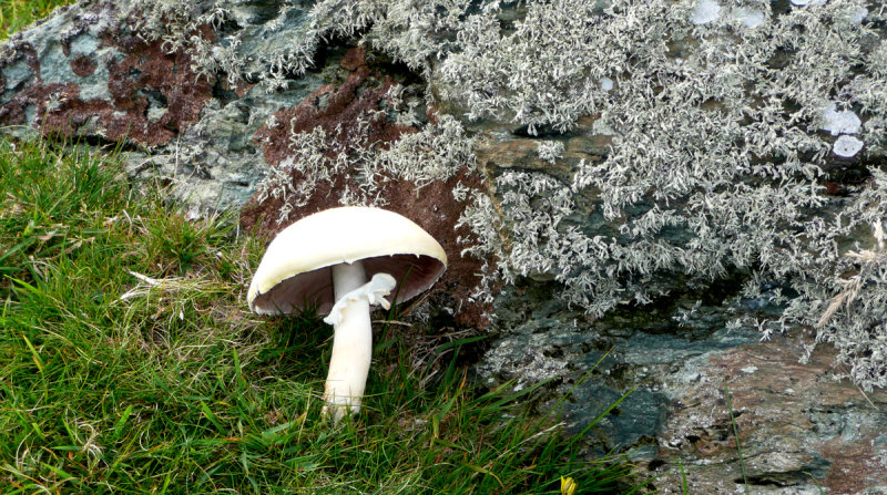 Caws Llyffant - Rhoscolyn.