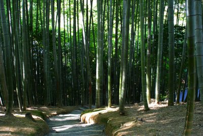 Bamboo Forest, near Kyoto